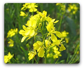 Mustard plant