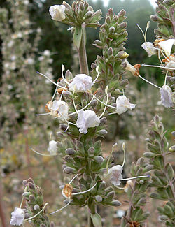 salvia plant