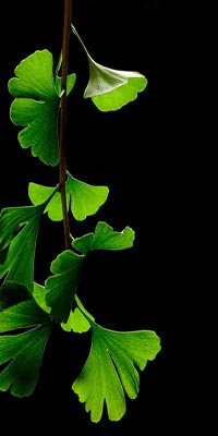 Picture of ginko leaves. Picture of ginko leaves.