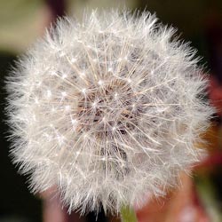 Dandelion Dandelion