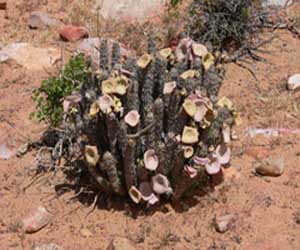 hoodia hoodia