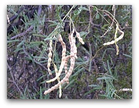 Mesquite pods, list of high protein foods