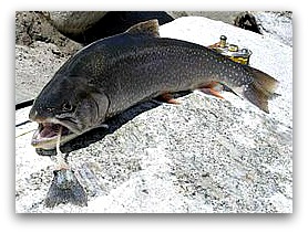 Arctic char, list of high protein foods