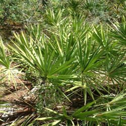 Saw Palmetto