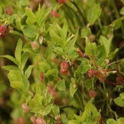 Bilberry Bilberry