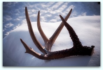 Chinese medicine deer antler