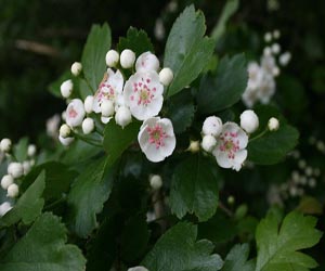 Hawthorn Hawthorn