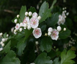 Hawthorn