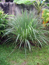 Cymbopogon citratus