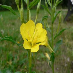 Evening primrose oil Evening primrose oil