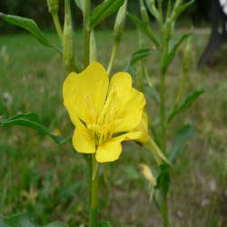 Evening primrose oil