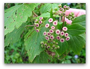 ageratina