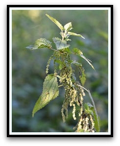 Stinging nettle