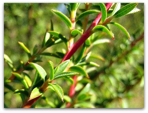 photo by John Tann lavender herb