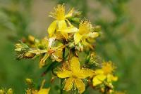 Benefits of st johns wort