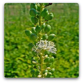 Black cohosh extract