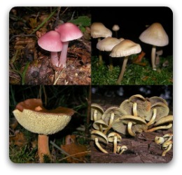 fungi kingdom