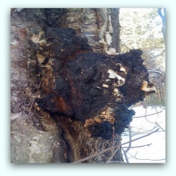 Chaga mushrooms