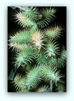 Xanthium