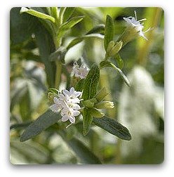 Stevia plant