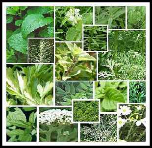 herbal medicine