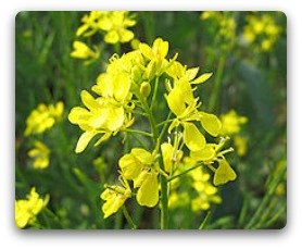 Mustard plant