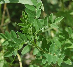 Astragalus Astragalus