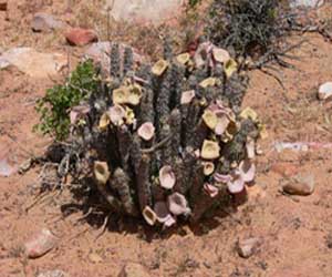 hoodia