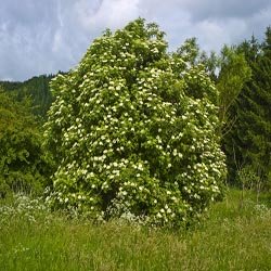 european elder