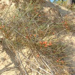 ephedra