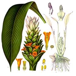 Tumeric Tumeric