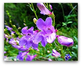 lavender herb