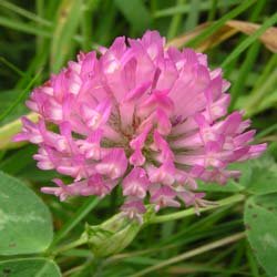 Red clover