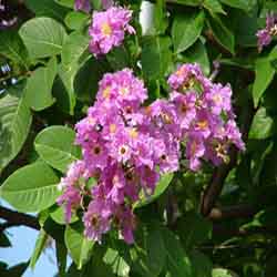 banaba as a herbal medicine