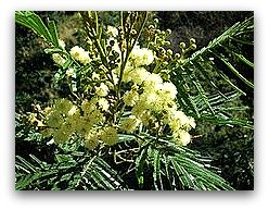 Black wattle, list of high protein foods align=