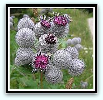 Burdock plant