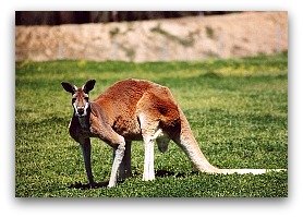 Kangaroo,list of high protein foods