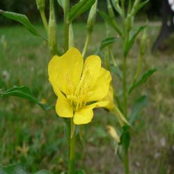 Evening primrose oil Evening primrose oil