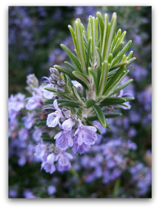 Rosemary herb