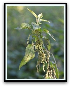 Stinging nettle