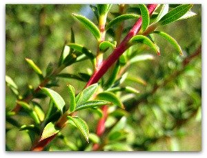 photo by John Tann lavender herb